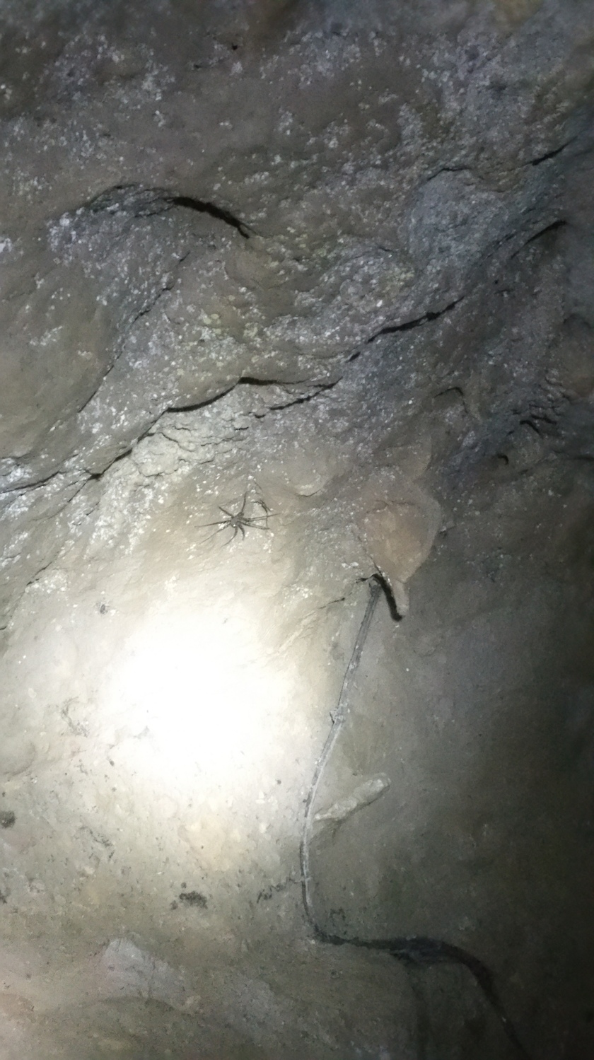 spider, cave, Thailand, Koh Lanta